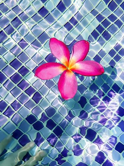 Top view of a Plumeria Frangipani flower floating on the clear s ...