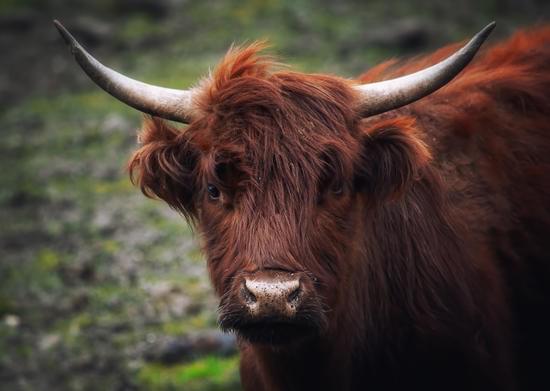 Portrait of a Highland cow that originates from Scotland - Photos by Canva