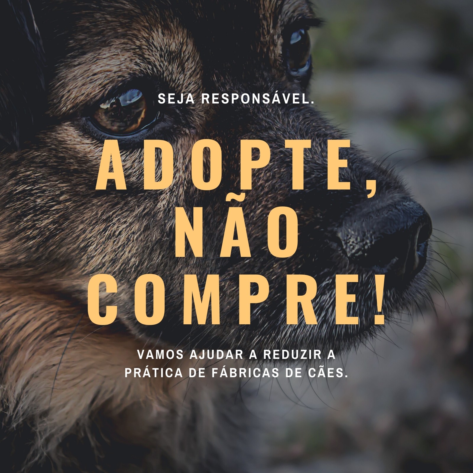 template Meu Pet Quiz  Instagram, Cachorro, Animal de estimação