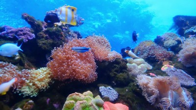 Mẫu ảnh nền phông nền zoom dưới nước chắc chắn sẽ khiến bạn ngạc nhiên với những thiết kế độc đáo và ấn tượng. Với sắc màu đầy sức sống của đại dương và những sinh vật biển đáng yêu, bạn sẽ có thể tìm thấy một mẫu ảnh nền phù hợp với phong cách của mình.
