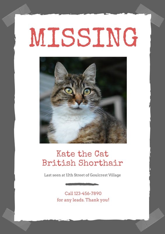 Lost Cat Flyer Template PDF Template