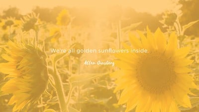 100 Sunflower wallpapers HD  Download Free backgrounds