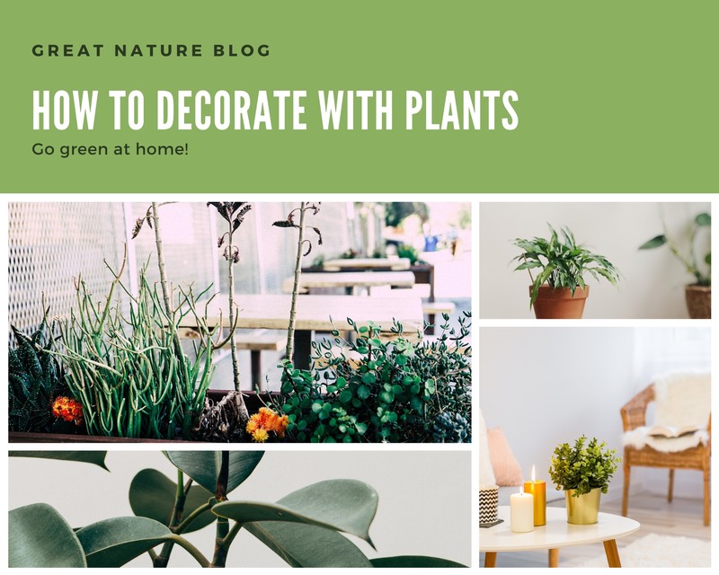Green Indoor Plants Decoration Interior Design Photo Collage