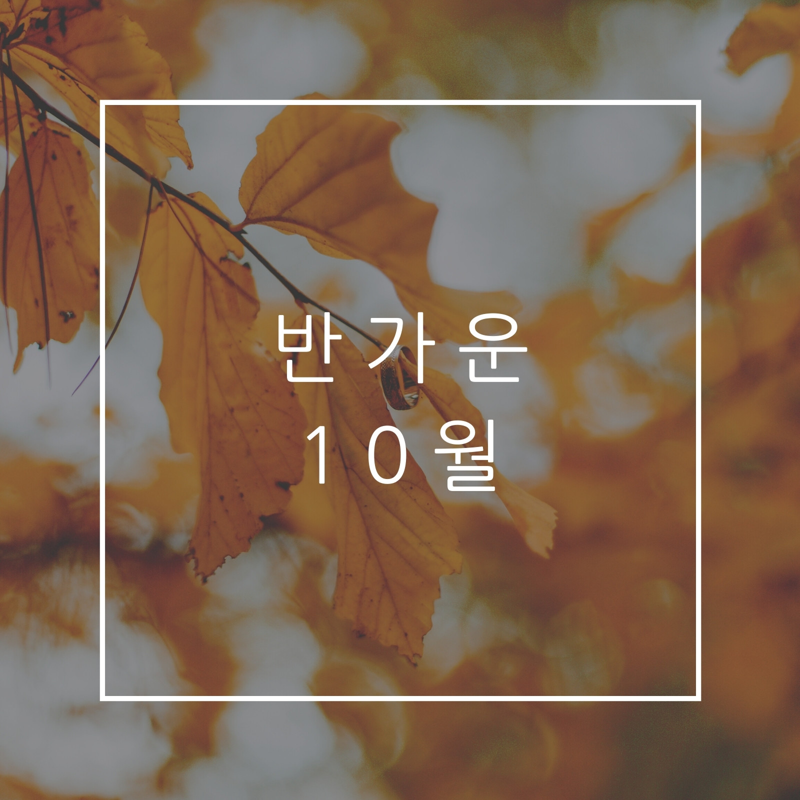 가을 무료 이미지・디자인・샘플・템플릿 - Canva(캔바)