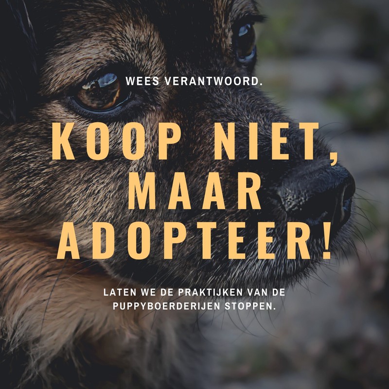 Gratis En Aanpasbare Honden Sjablonen Canva