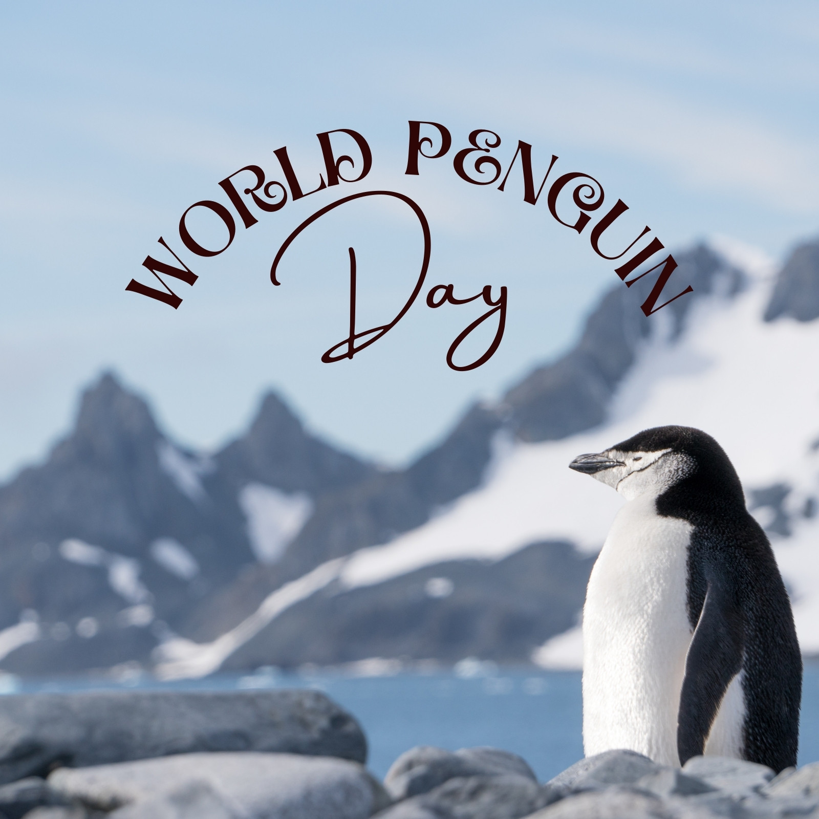 happy world penguin day meme