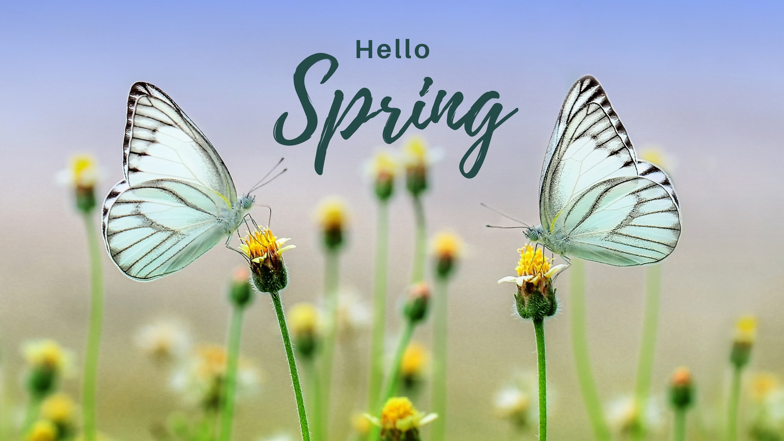 Free and customizable spring desktop wallpaper templates