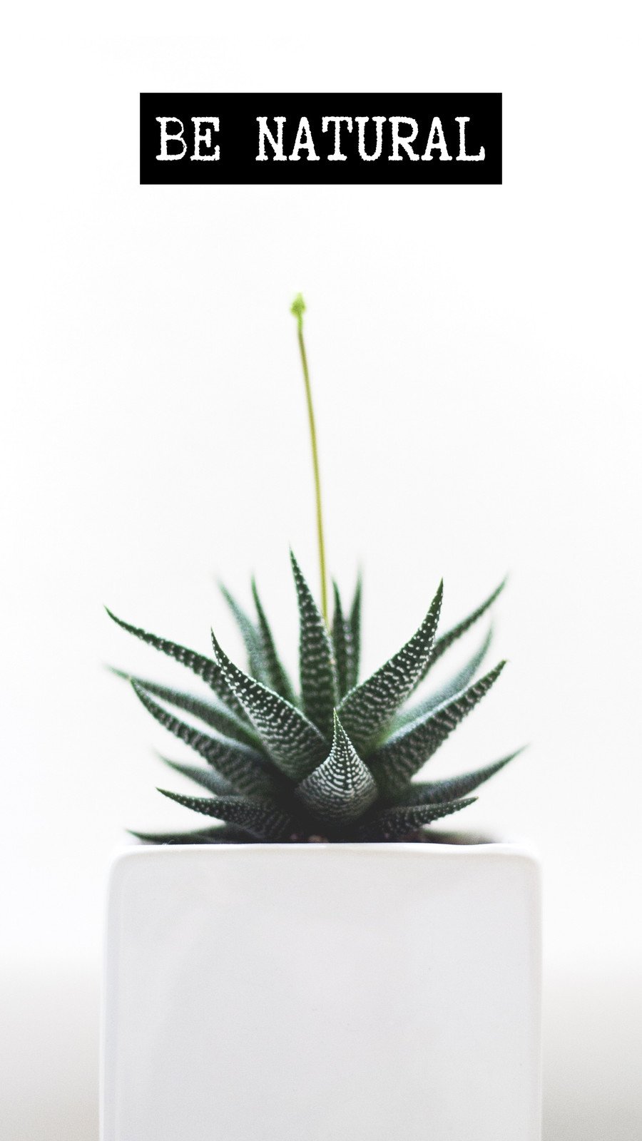Plant, tumblr, HD phone wallpaper