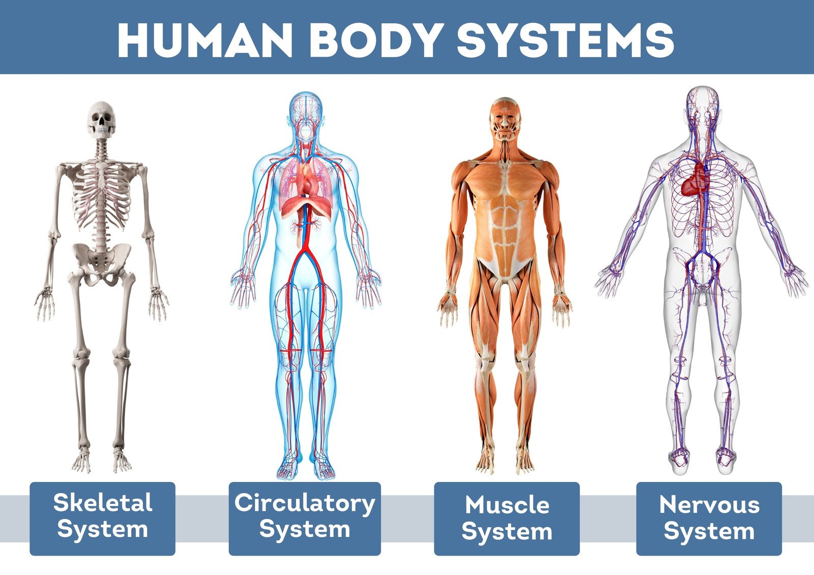 1pc Anatomical Poster Skeletal Anatomy Poaster Human Anatomy Picture Home  Decor | Fruugo IE