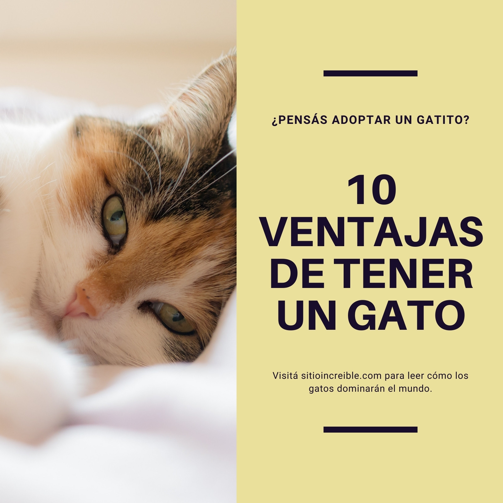 Página 2 - Explorá plantillas de gatos personalizables gratis - Canva