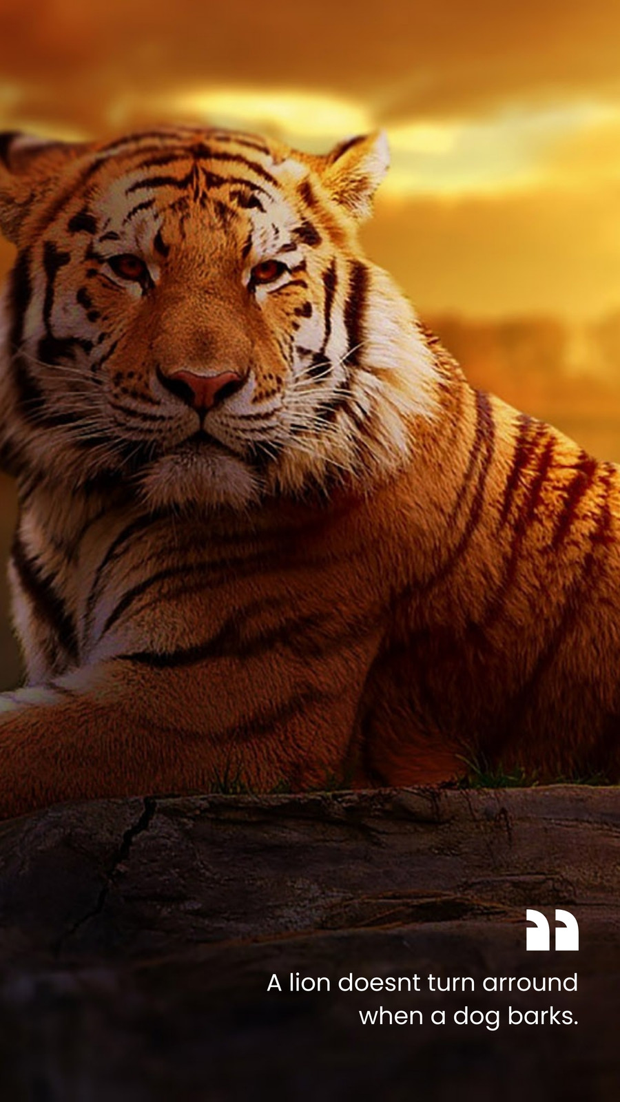 Premium AI Image  Tiger face wallpapers for iphone and android. browse and  enjoy our collection of wallpapers. tiger face wallpaper, tiger face  wallpaper, tiger wallpaper, tiger wallpaper