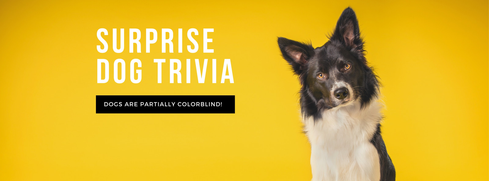 Yellow Collie Facts or Trivia Dogs Facebook Cover