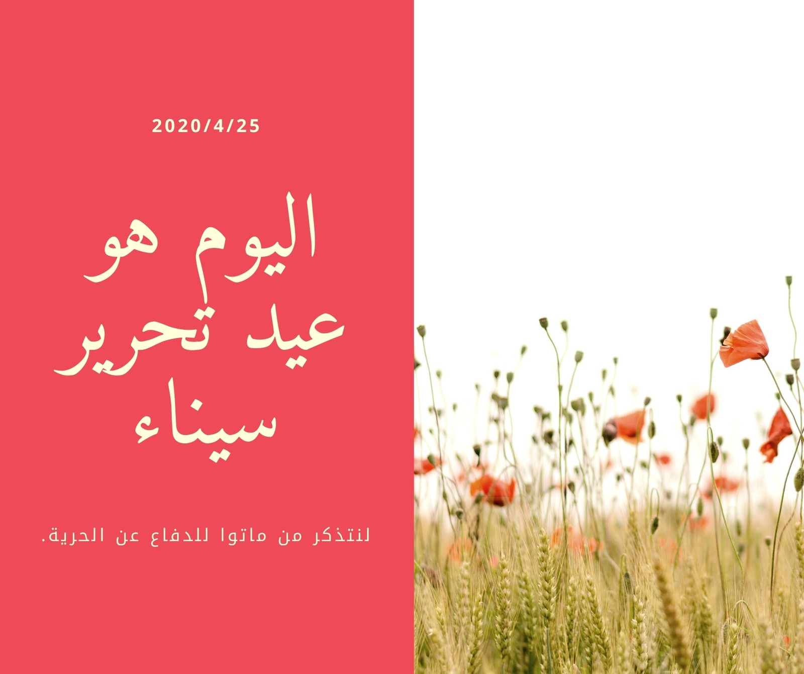 منشور فيسبوك أصفر وأحمر خشخاش أمنيات عيد تحرير سيناء