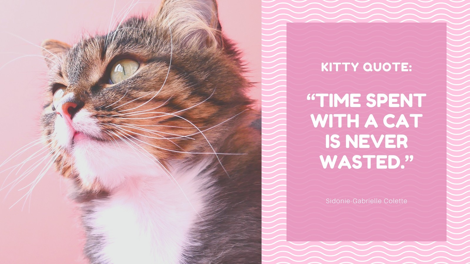 Pink and White Wavy Pattern Quote Cats Twitter Post