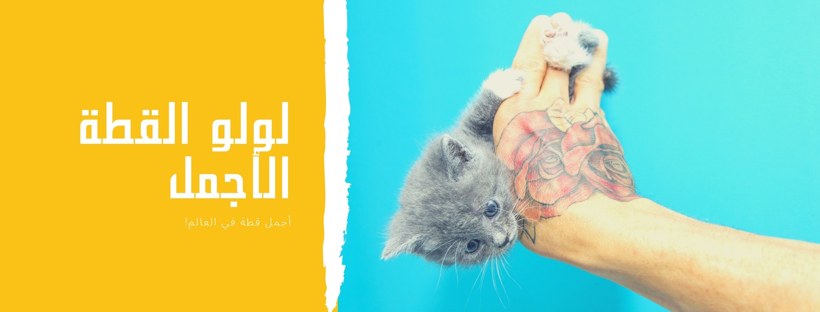 غلاف فيسبوك أخضر ليموني مخطط حيوان أليف قطة