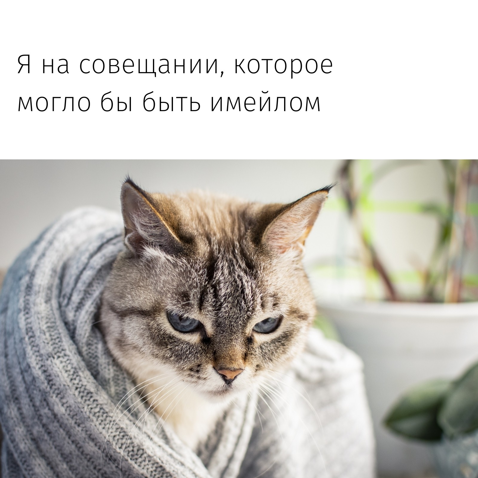 Бесплатные шаблоны для мемов | Скачать фон и фото для мемов онлайн | Canva