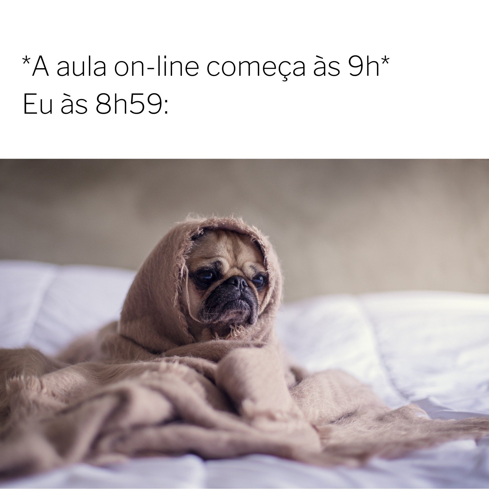 Criar memes grátis e engraçados online - Canva