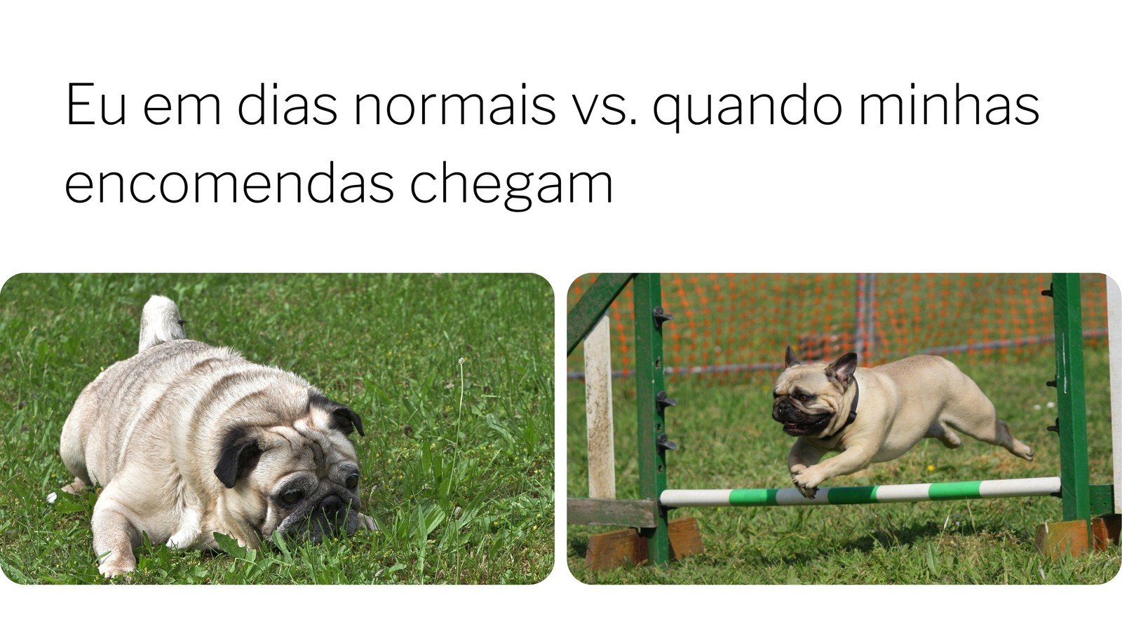 Criar vídeos de memes grátis - Canva