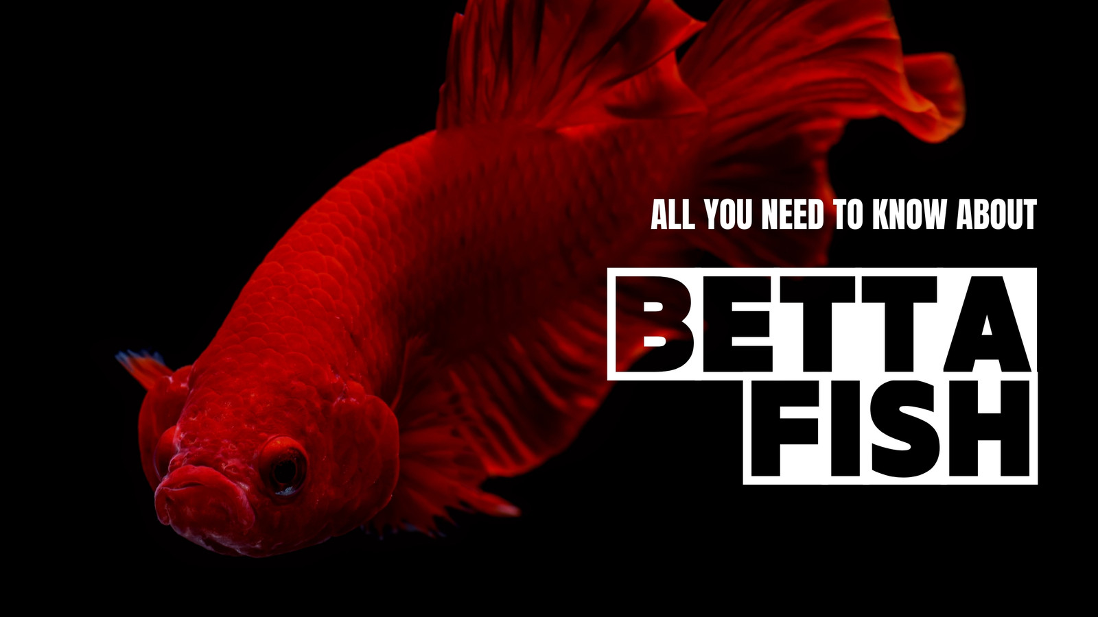 canva minimalist black and red betta fish illustration all you need to know youtube thumbnail bBXthHZp7LU