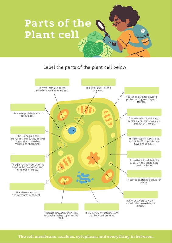 Free and customizable biology templates