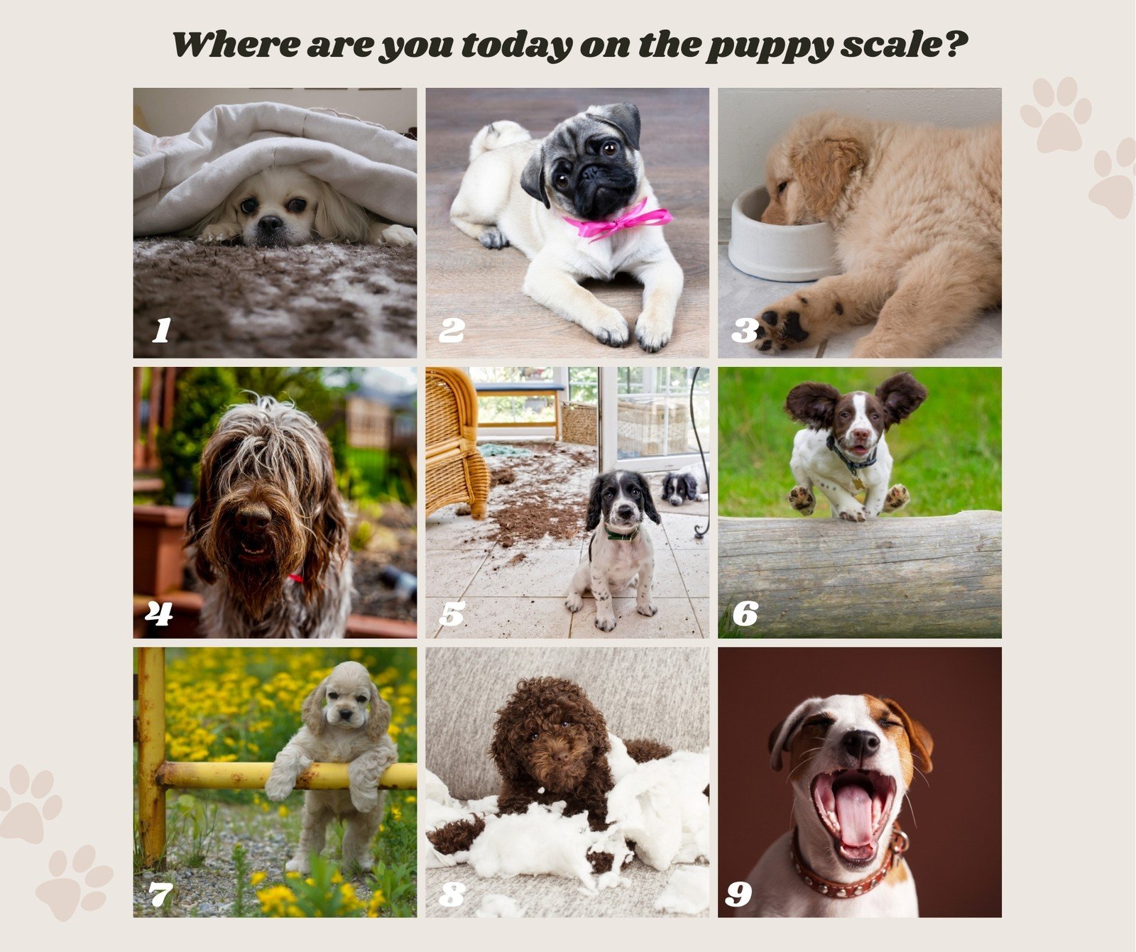 Page 12 - Free and customizable dog templates