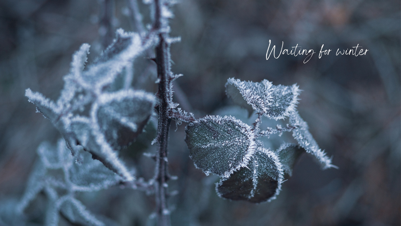 beautiful winter facebook cover photos