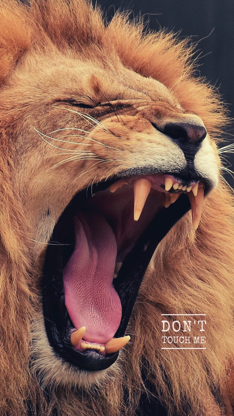 angry lion iphone wallpaper