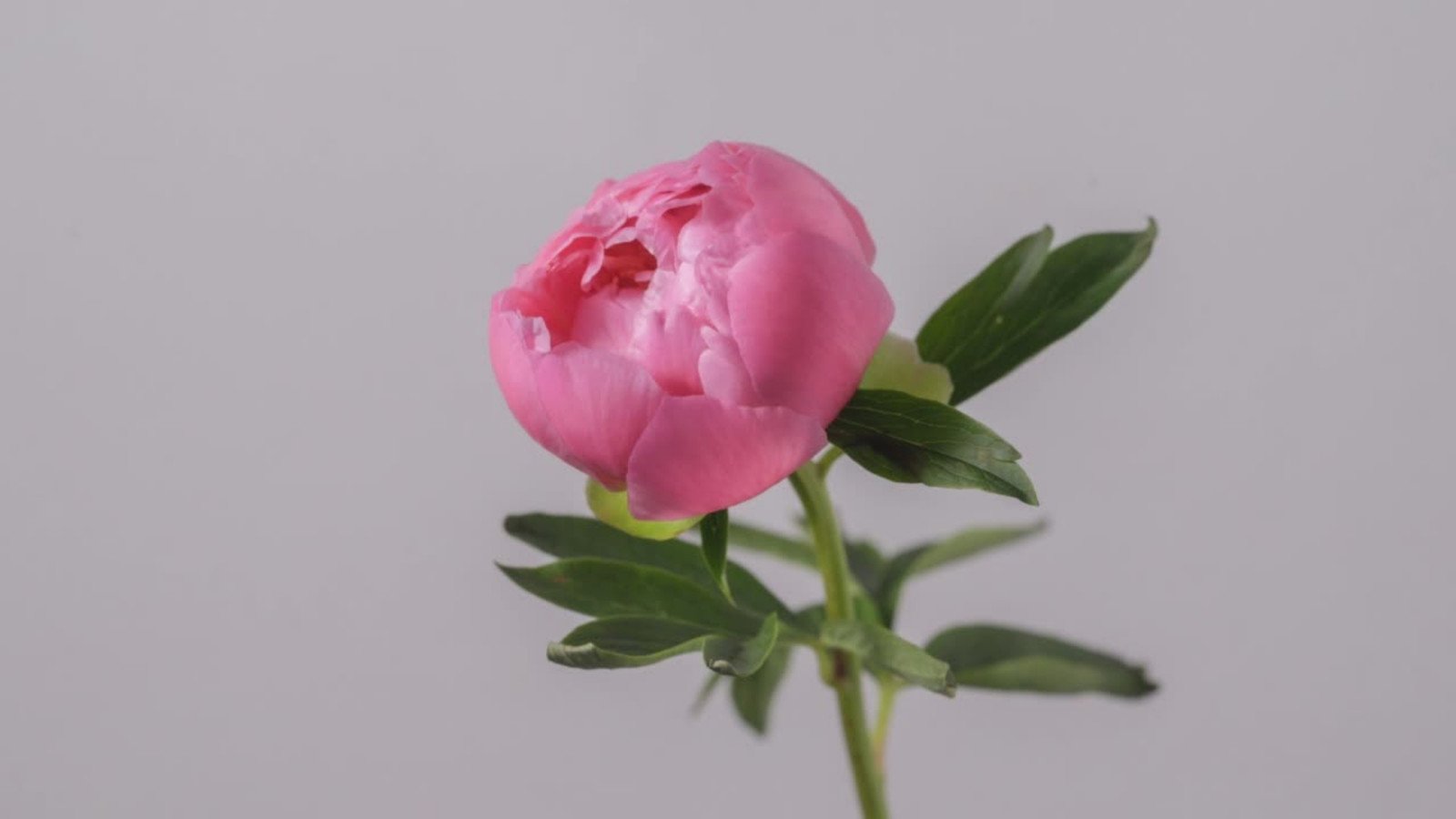 Premium AI Image  Peony flowers with pink neon frame Generative ai