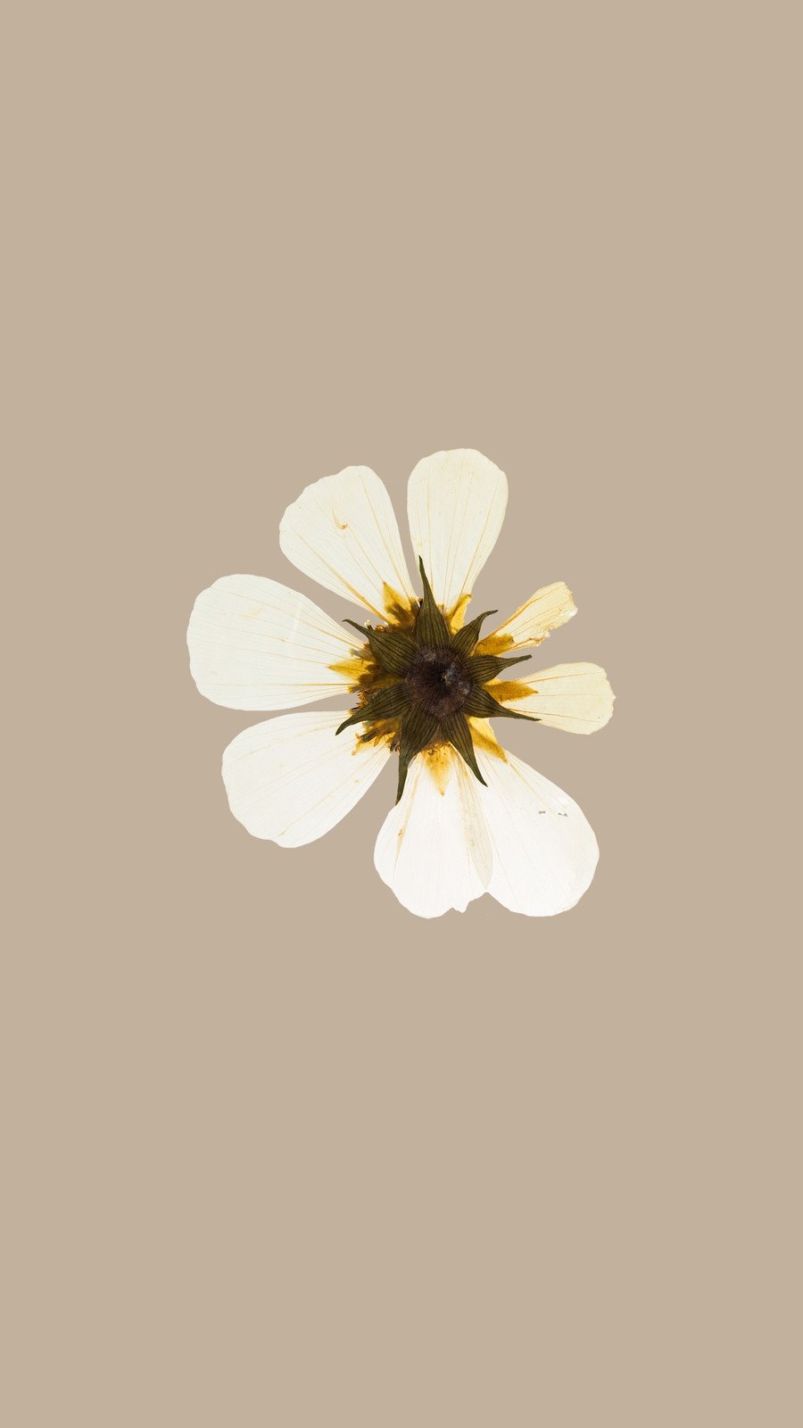 White Illustration Flowers Phone Wallpaper Template and Ideas for Design |  Fotor