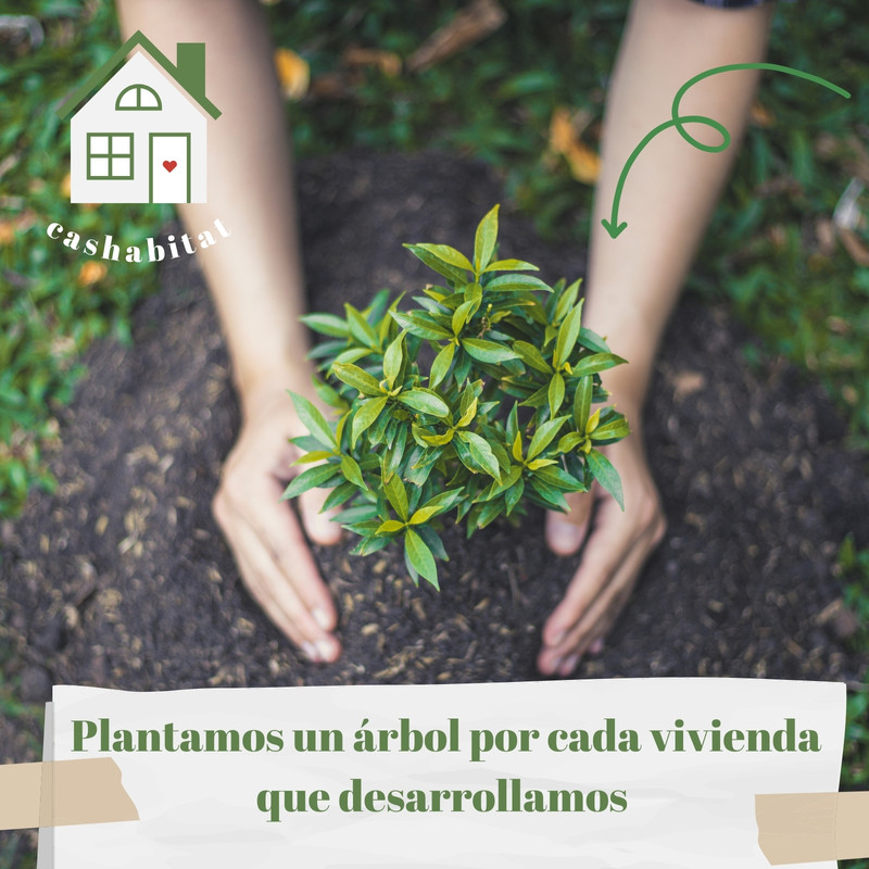 Plantillas De Arboles Gratis Y Personalizables Canva