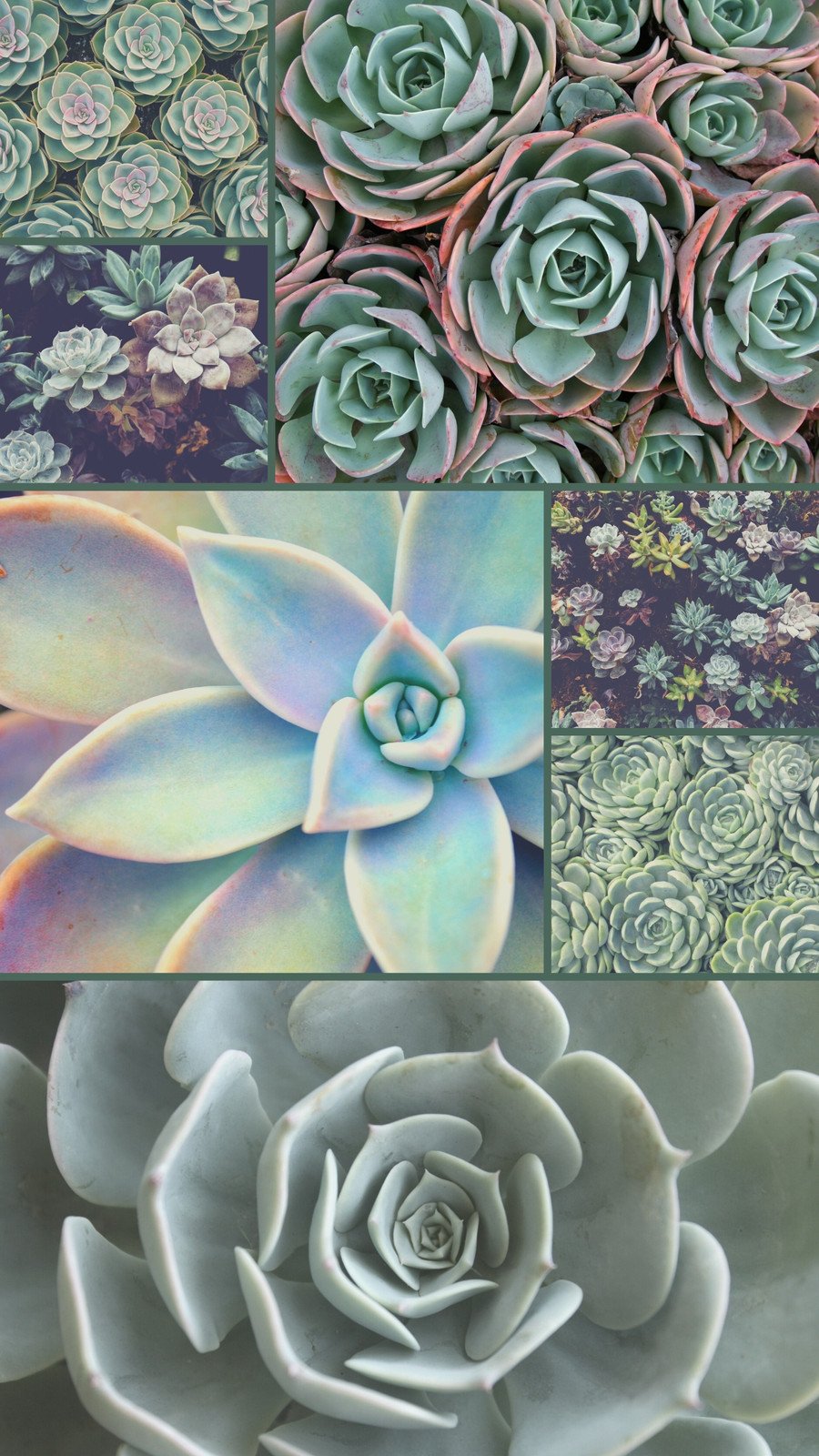 different succulents black background aesthetic iphone wallpaper  Iphone  background Plant wallpaper Iphone wallpaper hipster