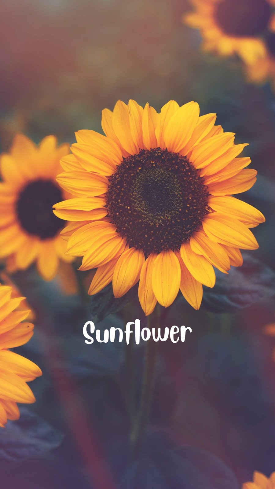 43+] HD Sunflower Wallpaper - WallpaperSafari