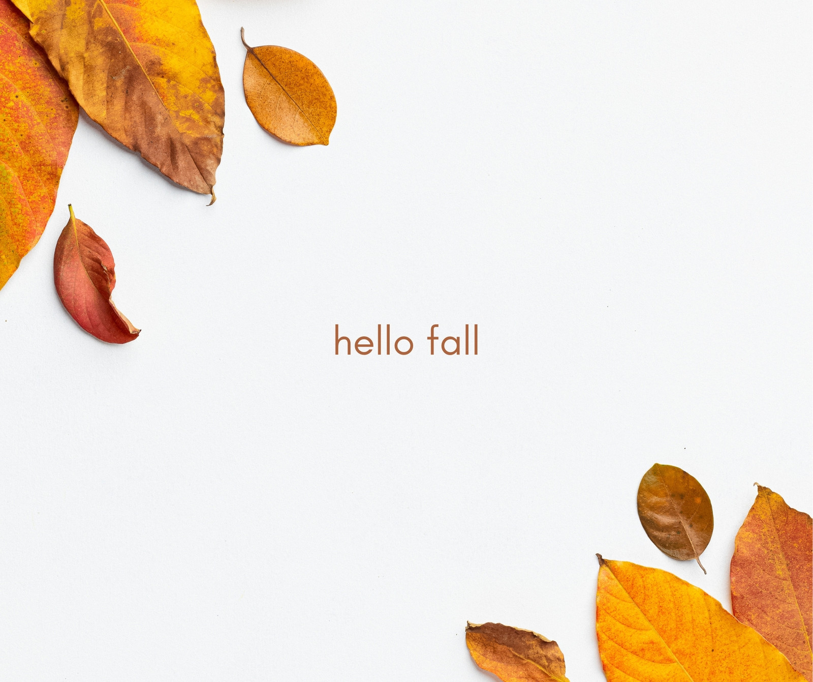 fall leaves photography wallpaper