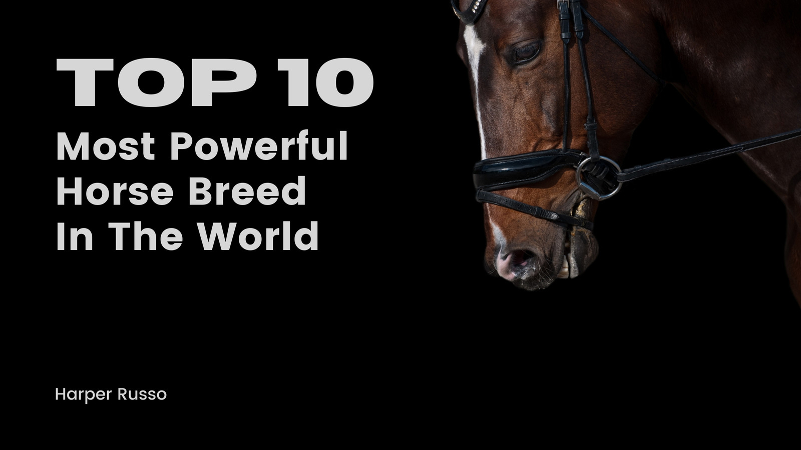 10 Strongest Horse Breeds In The World