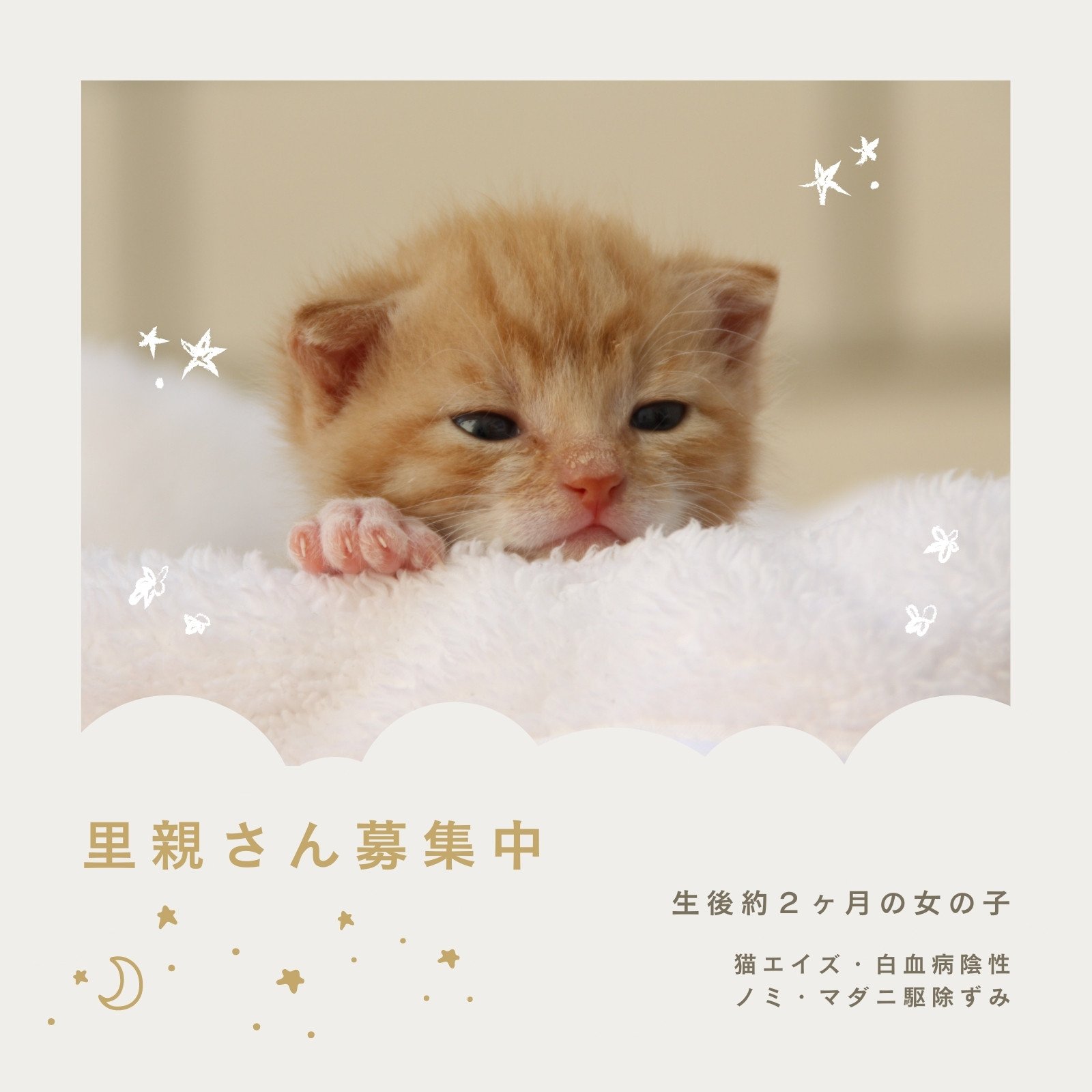 猫イラスト 画像 無料テンプレート Canva