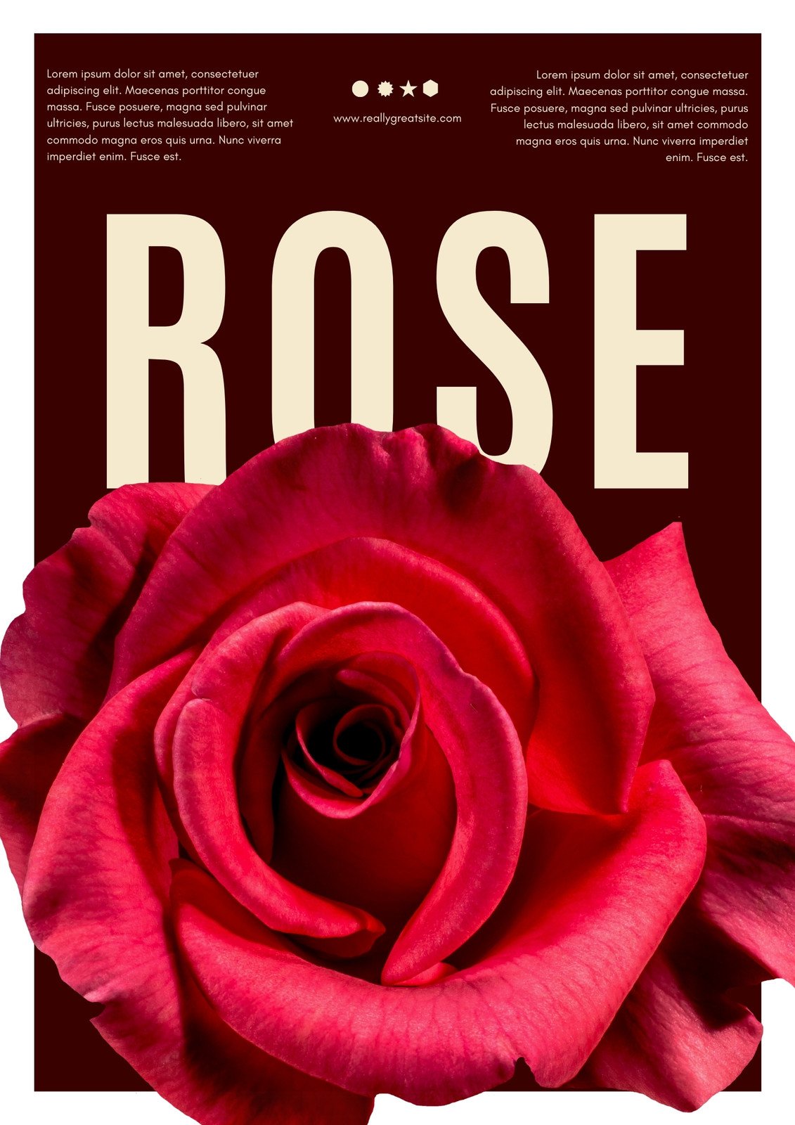 rose flowers cover photo