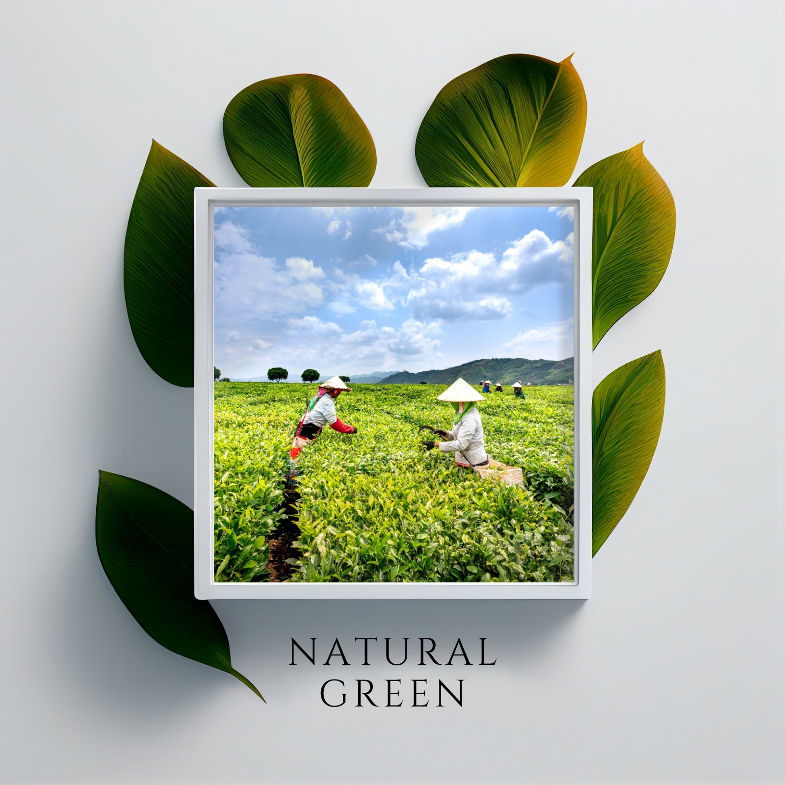 https://marketplace.canva.com/EAFZnYkZzFE/2/0/1600w/canva-minimalist-natural-green-leaves-white-photo-frame-mockup-instagram-post-YxuWKM6oj0E.jpg