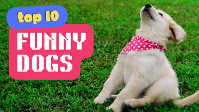 Yellow, White and Purple Funny Pet Compilations Pets & Animals YouTube  Video Intro - Templates by Canva