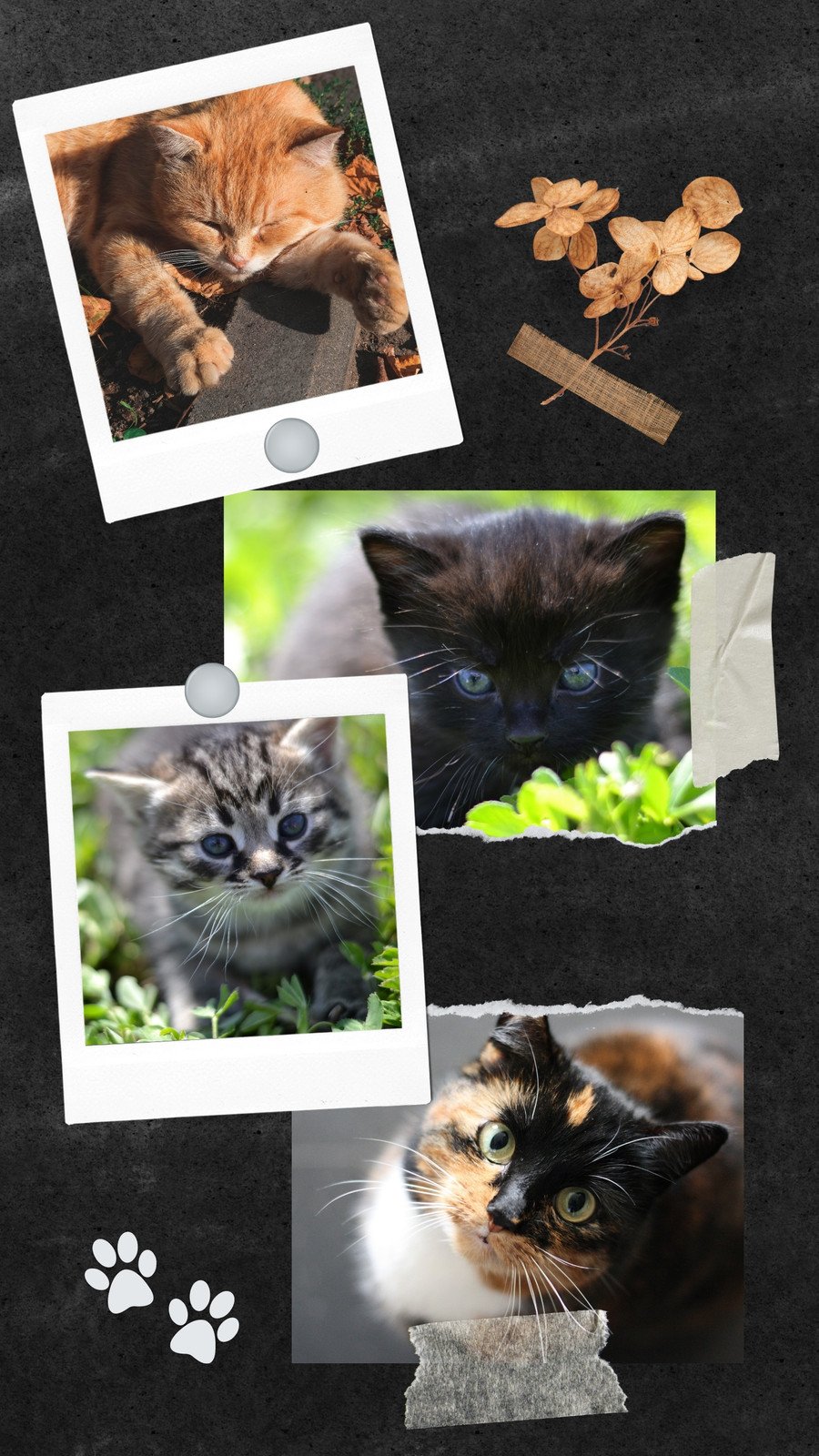 Free customizable cat phone wallpaper templates