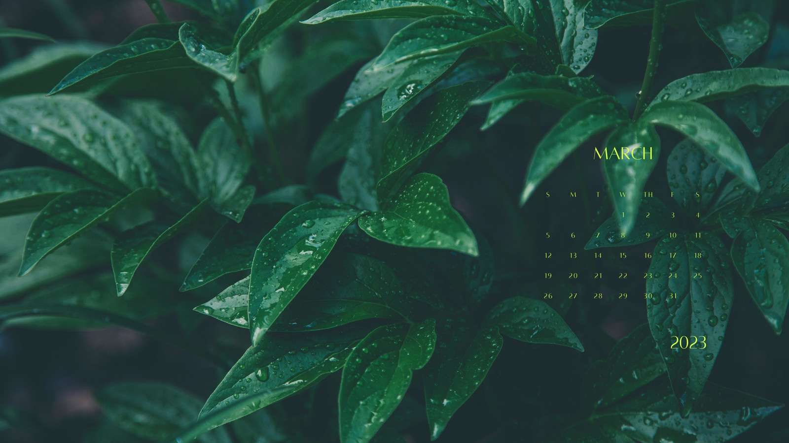 500 Green Plant Pictures HD  Download Free Images on Unsplash