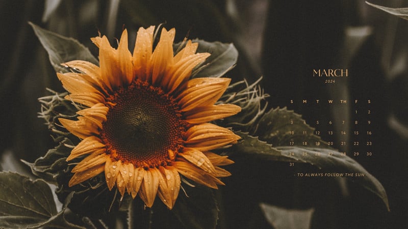 Background Sunflower Wallpaper - EnWallpaper