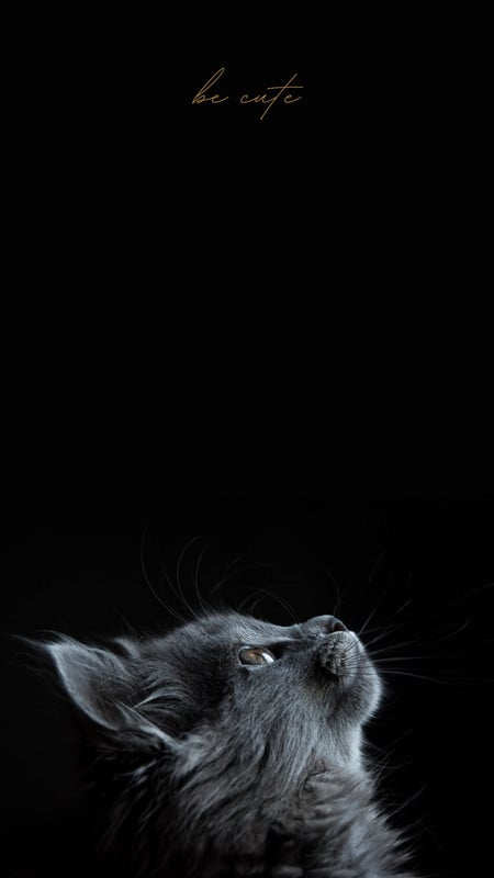 iPhone Wallpapers | Мультипликационные кошки, Самые милые животные, Милые  котики