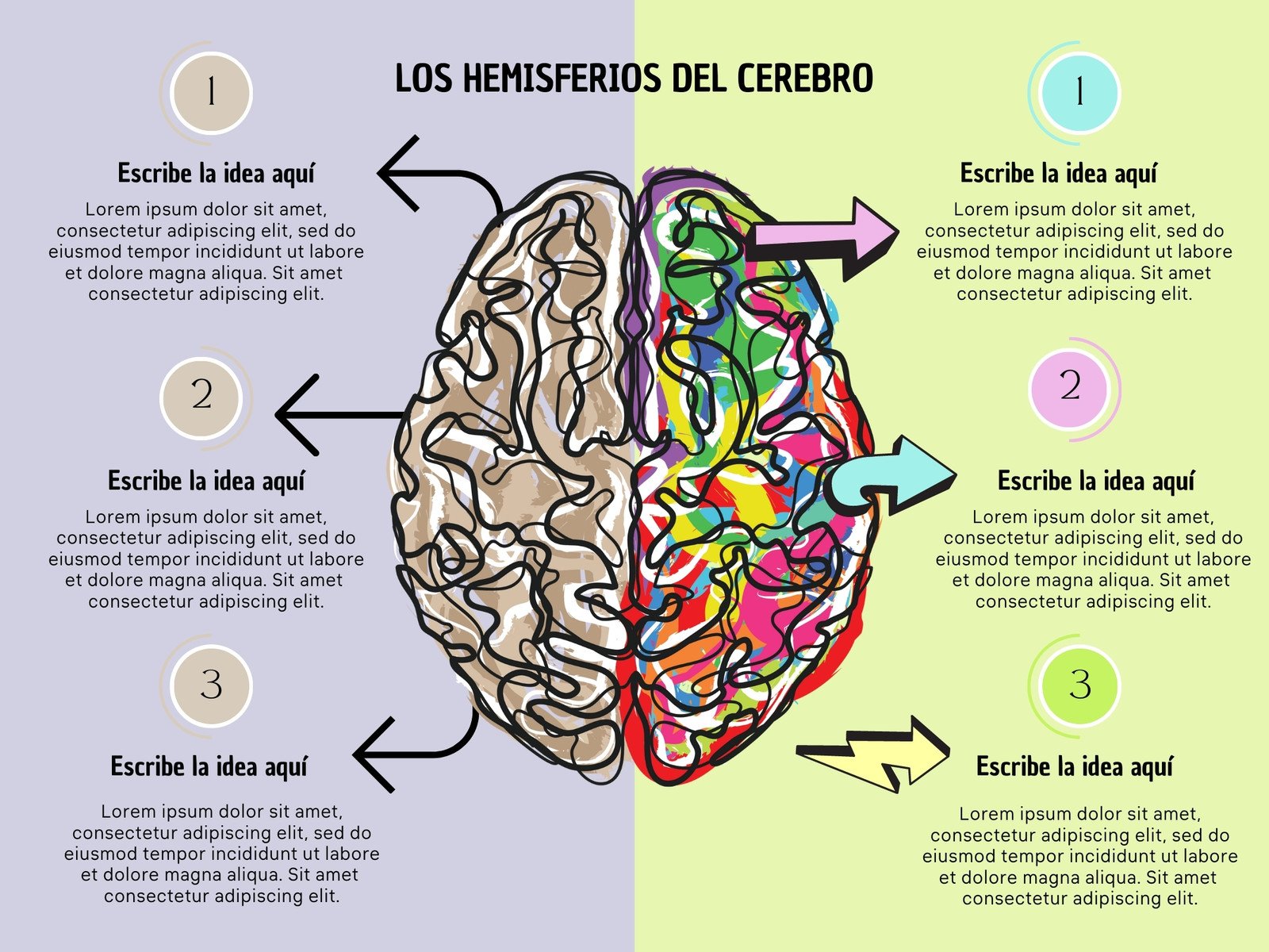 diagrama de partes del cerebro