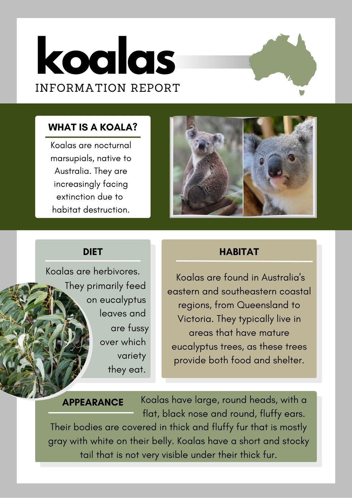 Green Information Report Koala Writing Poster