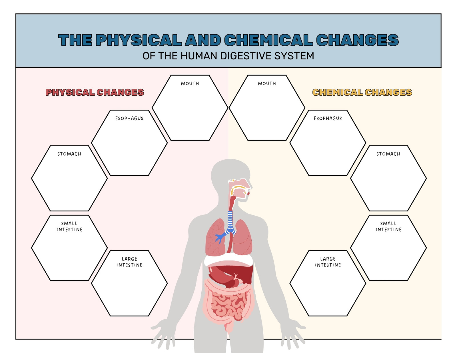 Animal Habitats Graphic Organizer  Graphic organizers, Animal habitats,  Kindergarten science