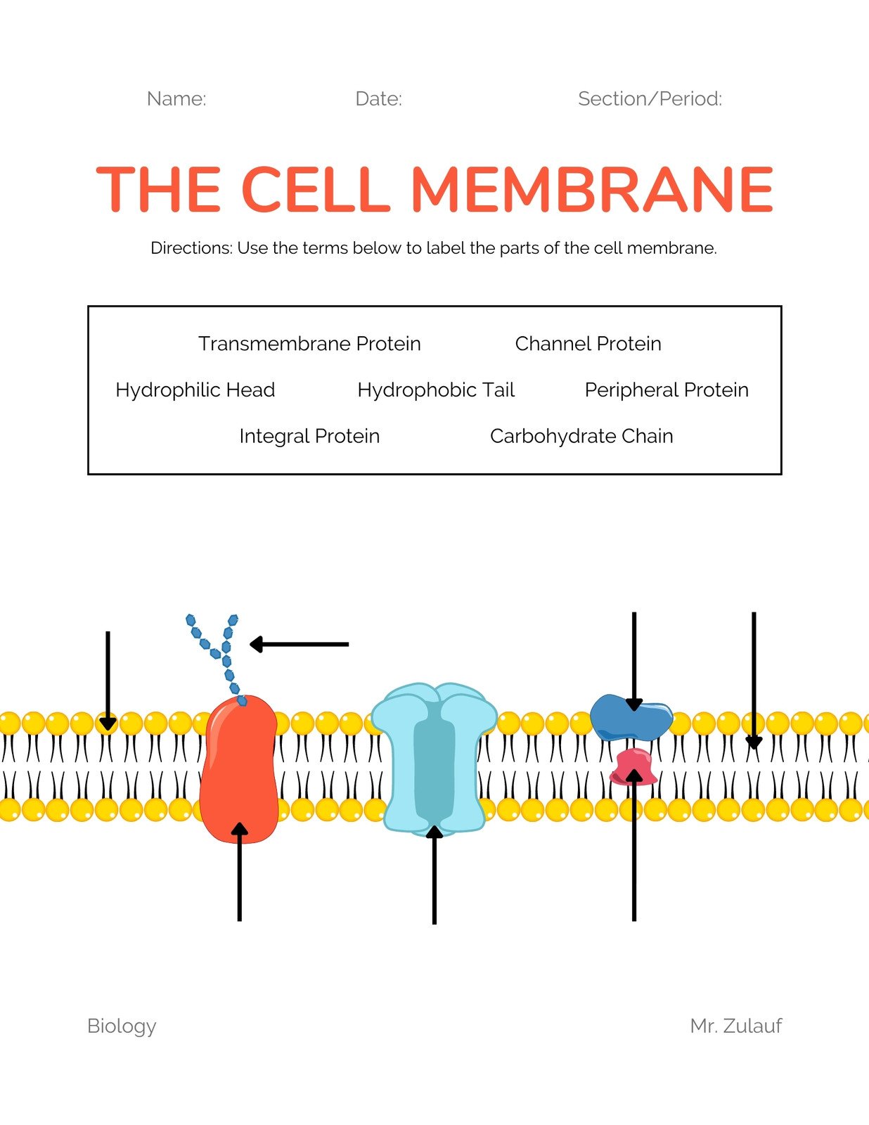 cell membrane diagram worksheet