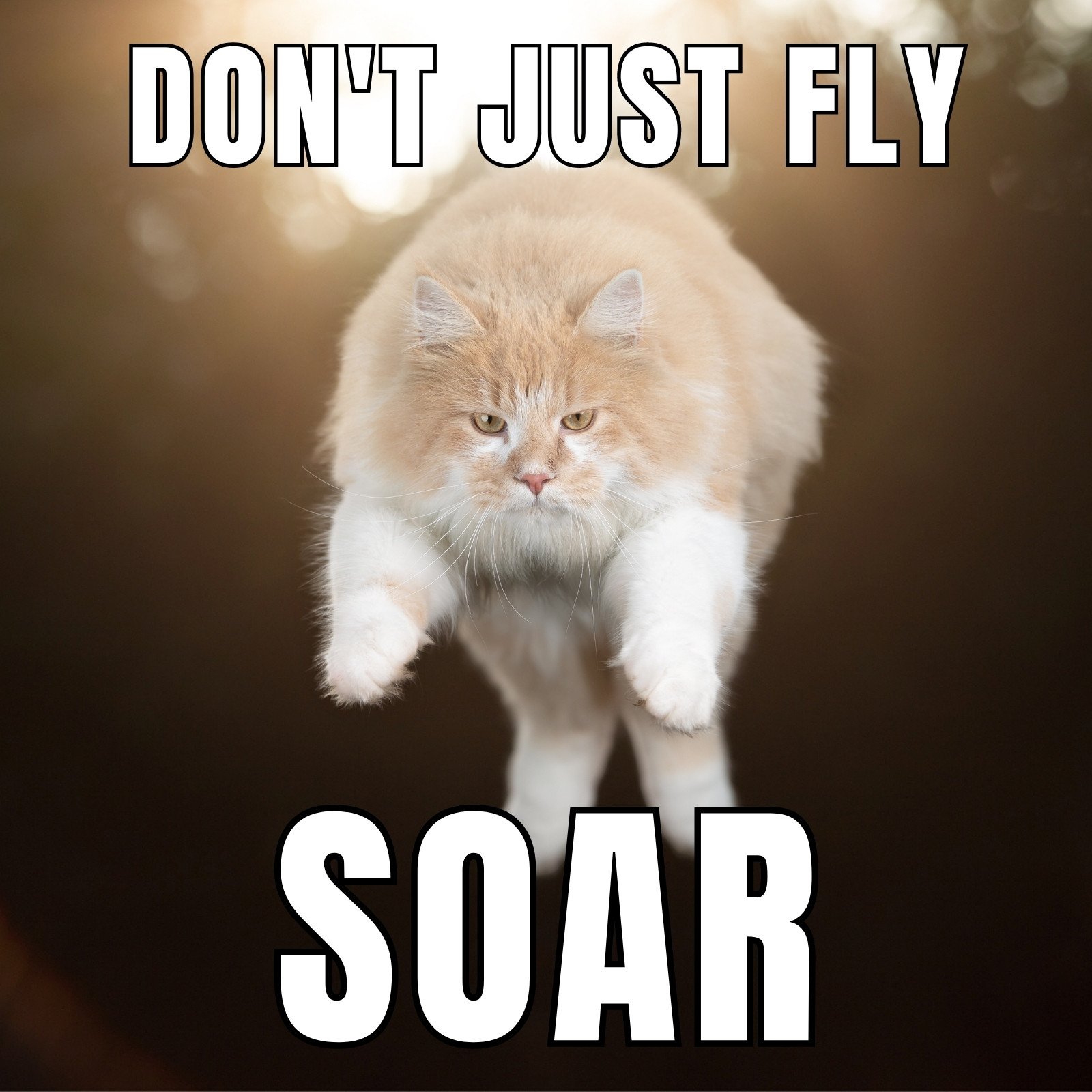 motivational cat meme