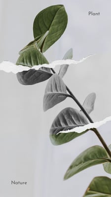 Minimalist Aesthetic Plant in Clear Vase Wallpaper  iPhone Android   Desktop Backgrounds