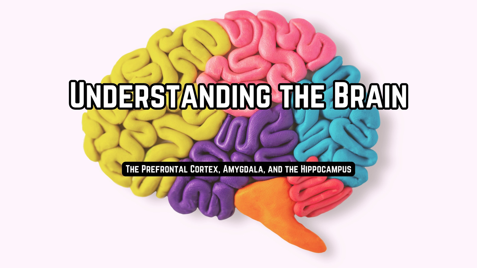 Page 12 - Free and customizable brain templates
