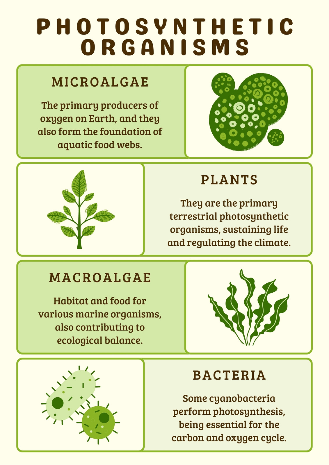 Green White Illustrative Biology photosynthetic organisms Poster